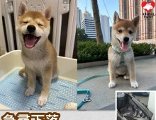 急尋狗狗下落 年幼狗女於荃灣疑被人連袋偷走