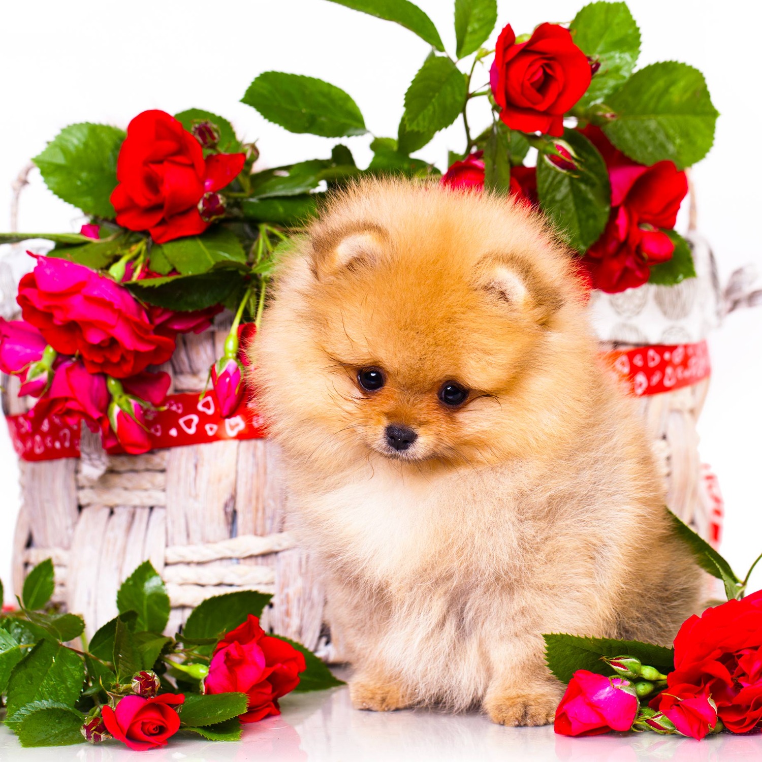 pk_gorgeous_flowers_230628_013.jpg