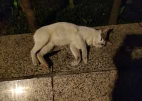 流浪猫猫